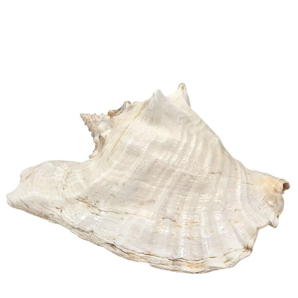Conch Sea Shell Extra Large Vintage Natural Ocean Beauty Seashell 11" JE396 - Picture 8 of 10